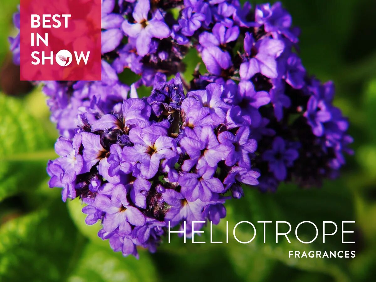 Гелиотроп в парфюмерии. Парфюмерная вода reminiscence dragee. Гелиотроп духи. Гелиотроп духи. Эфирное масло лаванды.