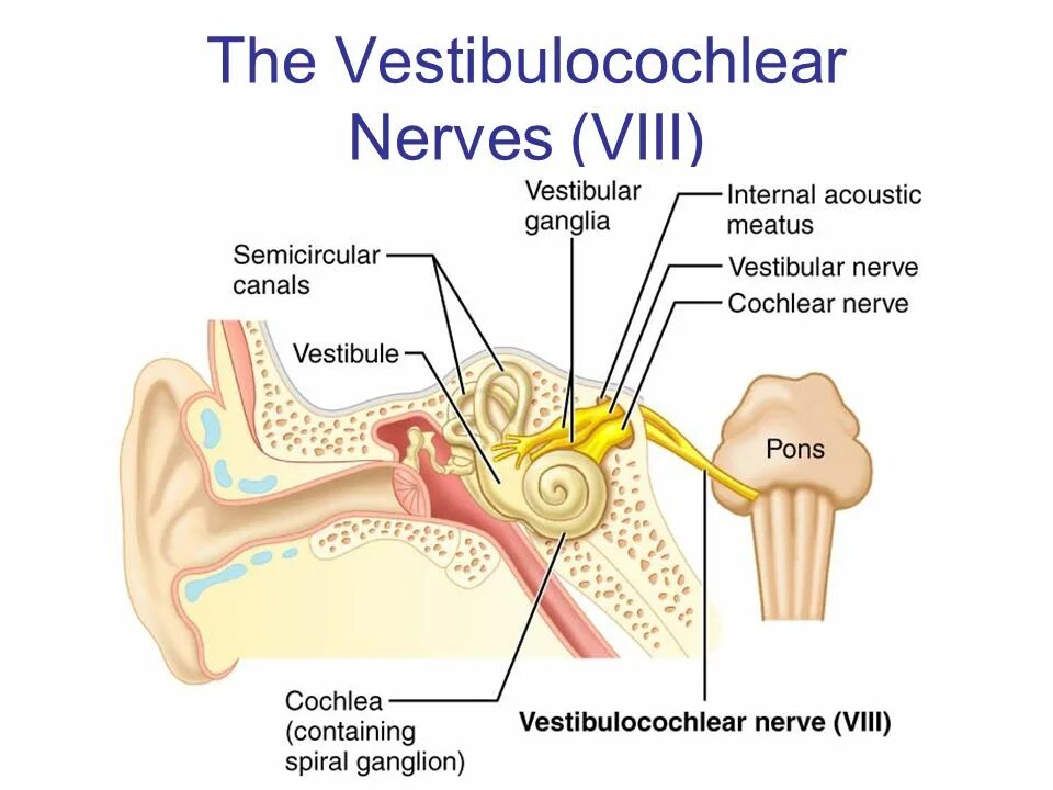 Вестибулярный аппарат мозг. Кохлеарный неврит слухового нерва. Слуховой нерв внутреннее ухо. Строение уха и слуховой нерв анатомия.