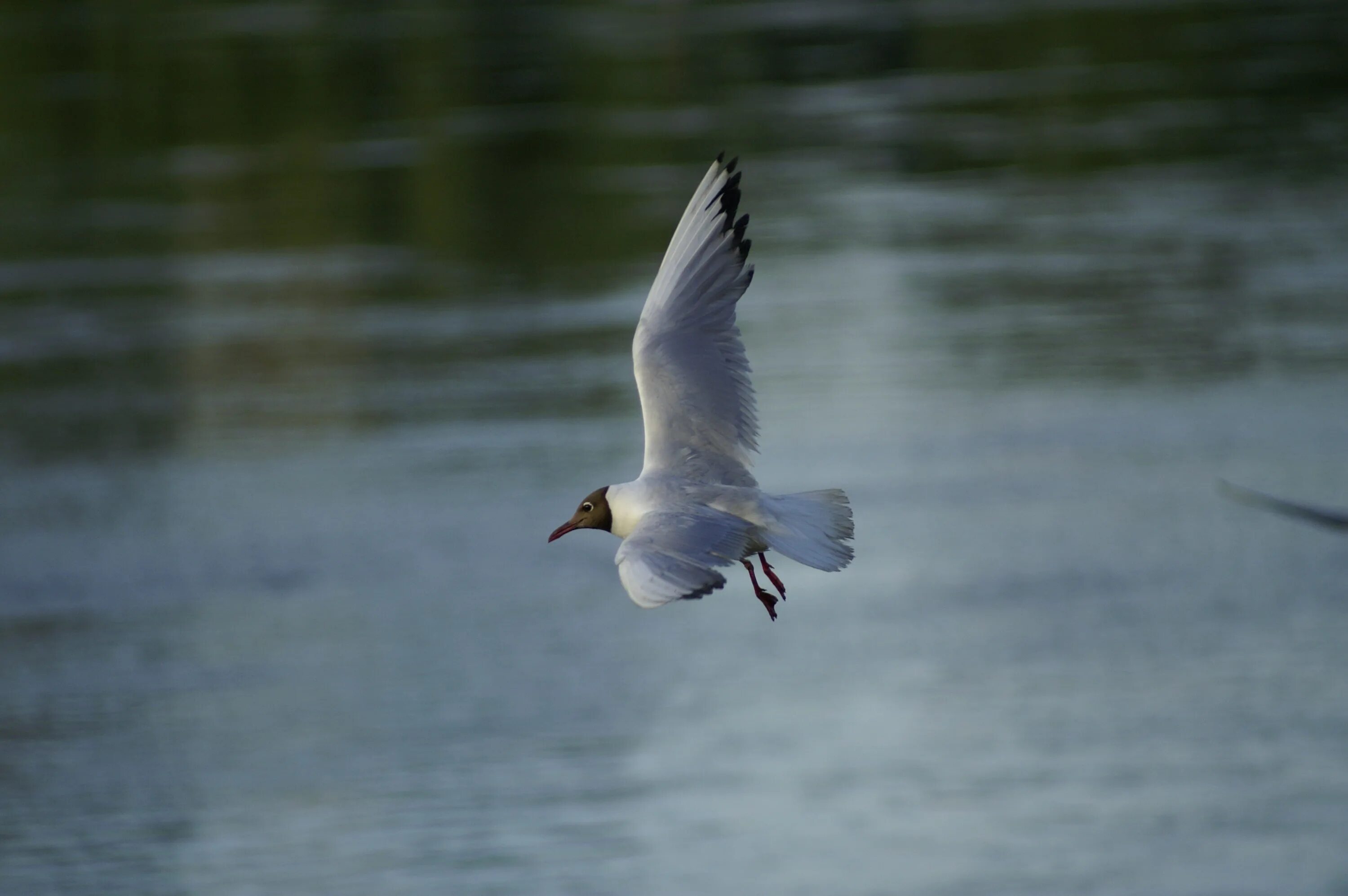 Белая птица на реке. Речные птицы. Белая птица на речке. Чайки на реке.