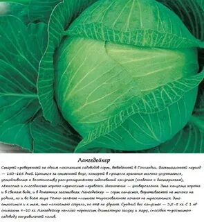 Капуста лангедейкер описание отзывы сорта