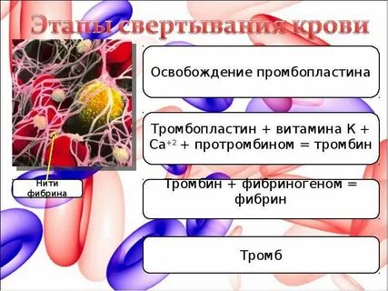 Внутренняя среда иммунитет