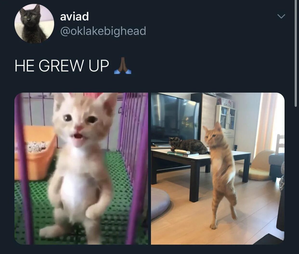 When he grows up he become