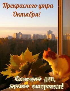 Доброе утро осень солнце