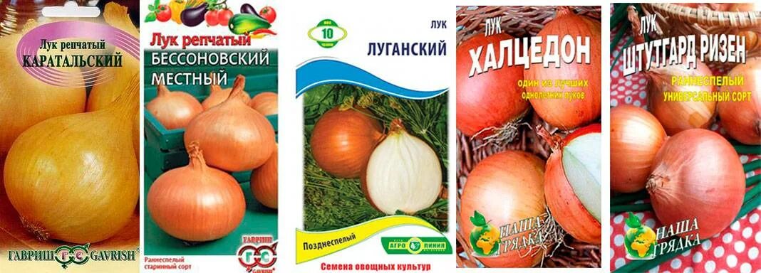 Лук бессоновский описание сорта отзывы. Лук репчатый бессоновский местный. лук бессоновский описание сорта. лук бессоновский характеристика.