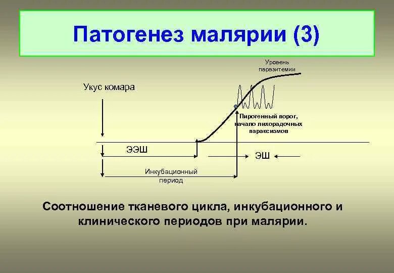 Уровень паразитемии при тропической малярии. Патогенез малярии. Малярия этиология. Механизм развития малярии. Фазы патогенеза малярии.