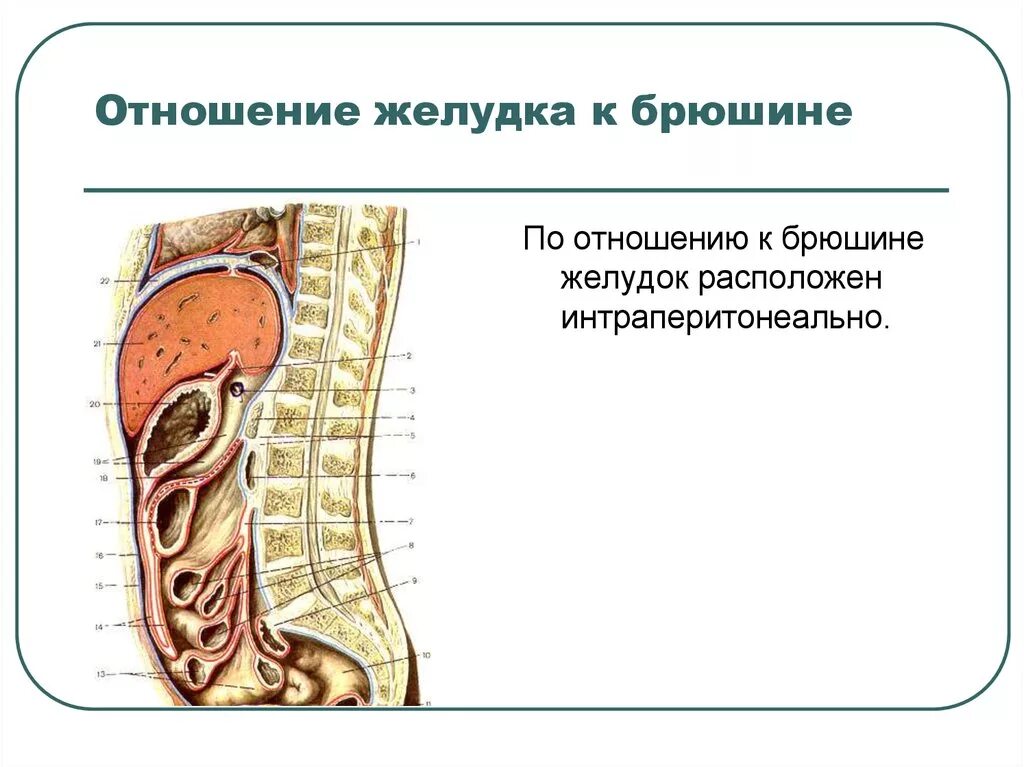 Топографическая анатомия схемы - Схемы 2