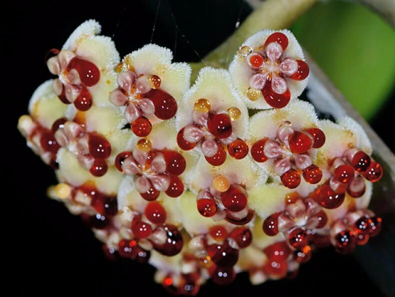 Хойя керри hoya kerrii. Хойя керри hoya kerrii. Суккулент хойя керри. Хойя kerrii variegata. Хойя hoya kerrii.