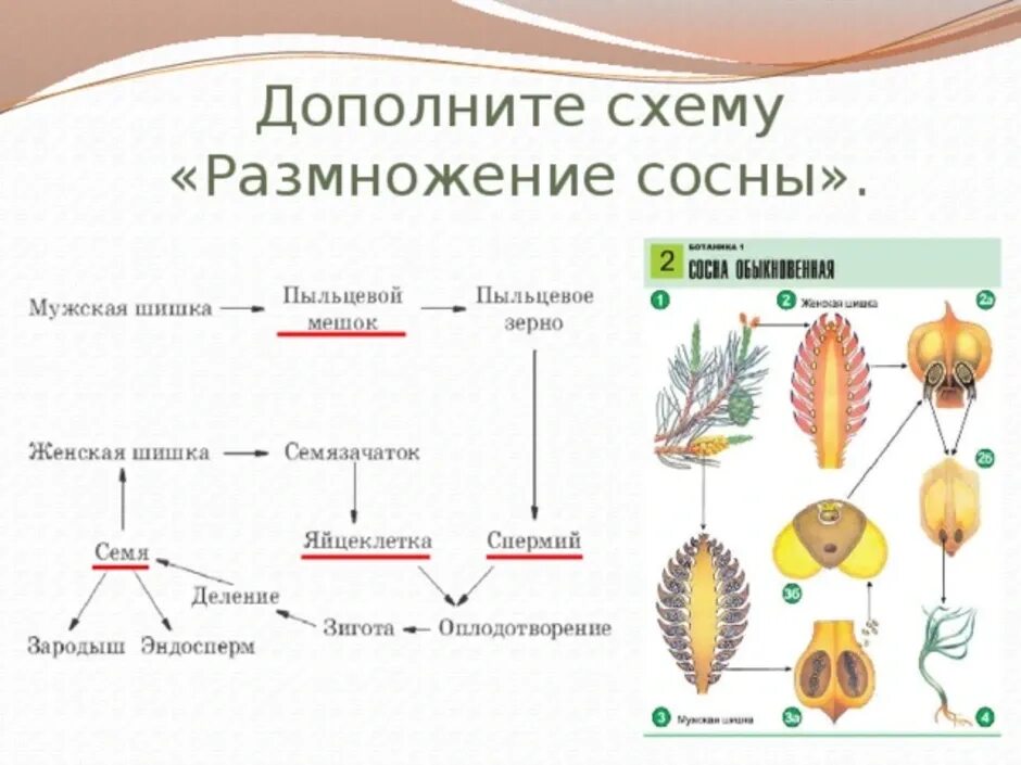 Половое размножение хвойных. Размножение голосеменных схема. Цикл размножения голосеменных схема. Схема размножения голосеменных растений 6. Цикл размножения голосеменных растений схема.