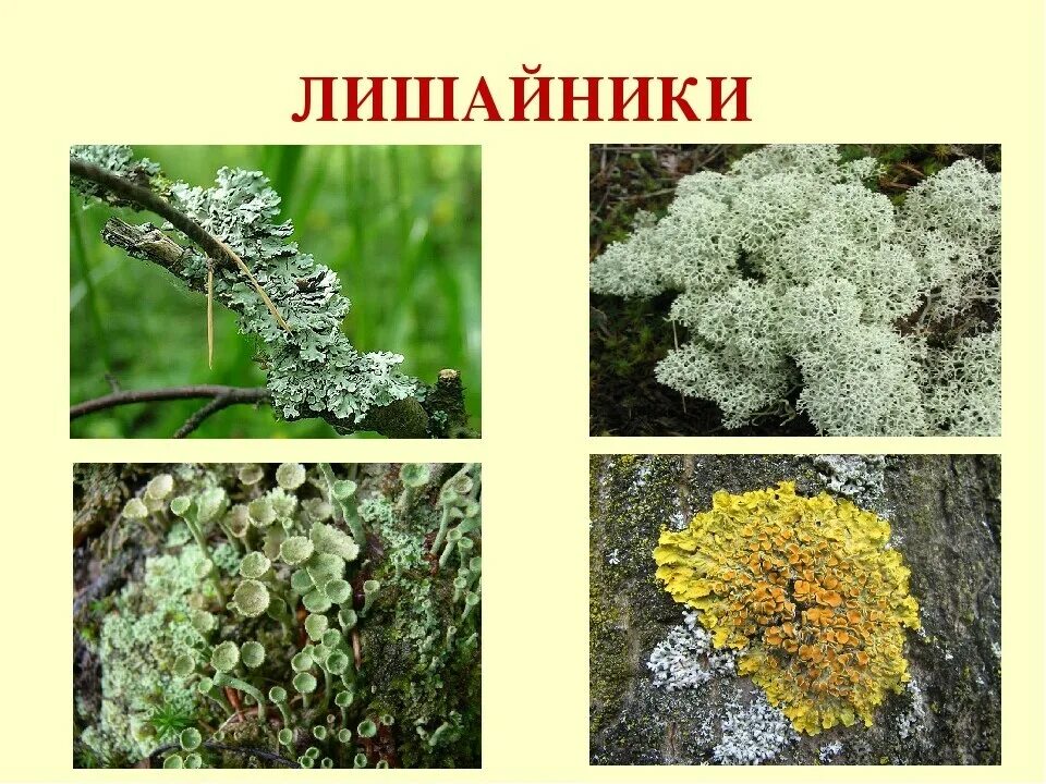 Лишайник урок. Лишайников 5 класс биология. лишайники биология 5. лишайники 5 класс биология. лишайники по биологии 5 класс.