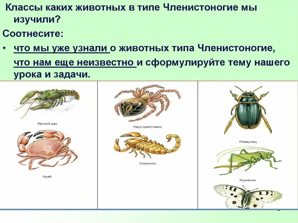 Членистоногие перечислить. Отряд членистоногие представители. членистоногие классы и представители. тип членистоногие представители. представители класса членистоногие.
