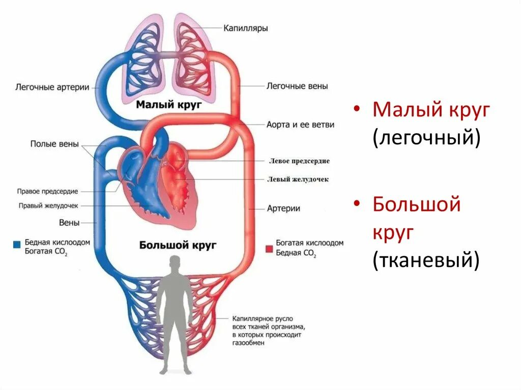 Сердечно сосудистая система круги кровообращения. Сердечно сосудистая система большой и малый круг кровообращения. Большой круг кровообращения анатомия человека. Большой и малый круг кровообращения анатомия.