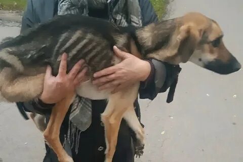 Спаси голод