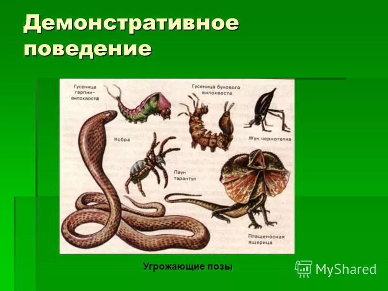 Отпугивающее поведение примеры. Демонстрационное поведение животных. угрожающая поза у животных примеры. демонстративное поведение животных примеры. демонстративное поведение.