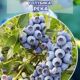 Высота сортов голубики