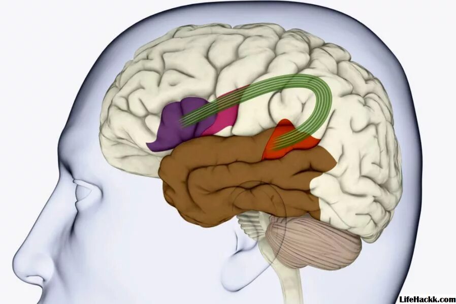Повреждение структуры головного мозга. Аксональные повреждения головного мозга. Структура мозга. Повреждена кора головного мозга. Лимбическая система головного мозга физиология.