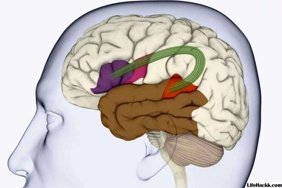 Головного мозга и корковый. Зона Брока и Вернике. Зоны головного мозга Брока и Вернике. Головной мозг зоны Вернике. Алалия Вернике Брока.