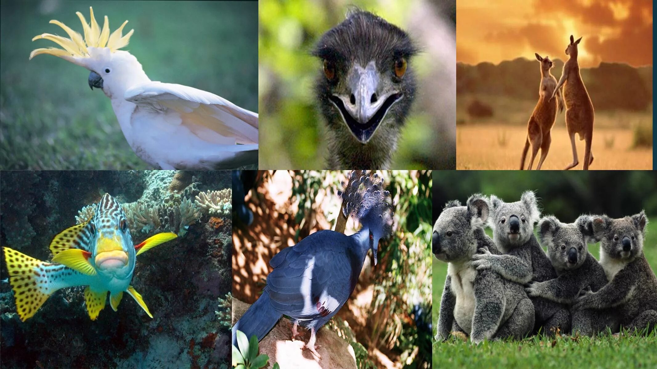 На разнообразие флоры и фауны влияют. Фауна эндемики Австралия.