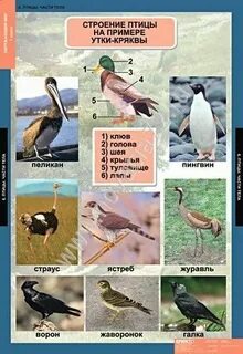 Таблицы особенности строения птицы