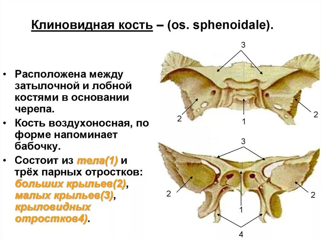 Кость бабочка. Кость черепа клиновидная кость черепа. Клиновидная кость крыловидный отросток. Тело клиновидная кость анатомия. Клиновидная кость (os sphenoidale).