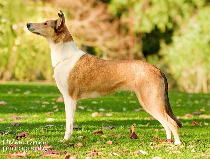 Smooth coat