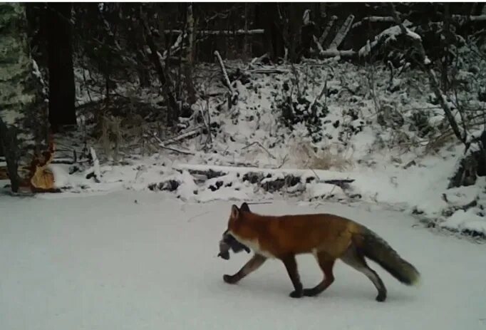Перед утренней охотой лисица текст. Лиса поймала белку. Лиса поймала петуха. Фото лисы в Сибири. Супер лиса.