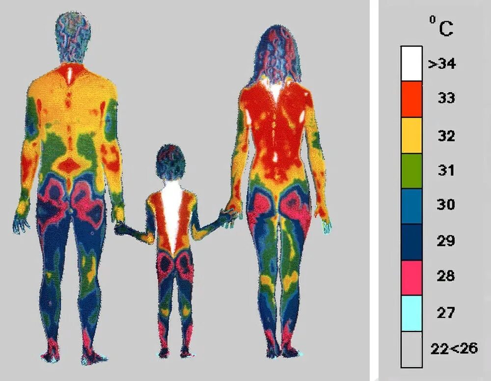 Инфракрасное изображение. Тело человека инфракрасный. Термография тела человека. Человек в инфракрасном излучении. В разных местах разная температура