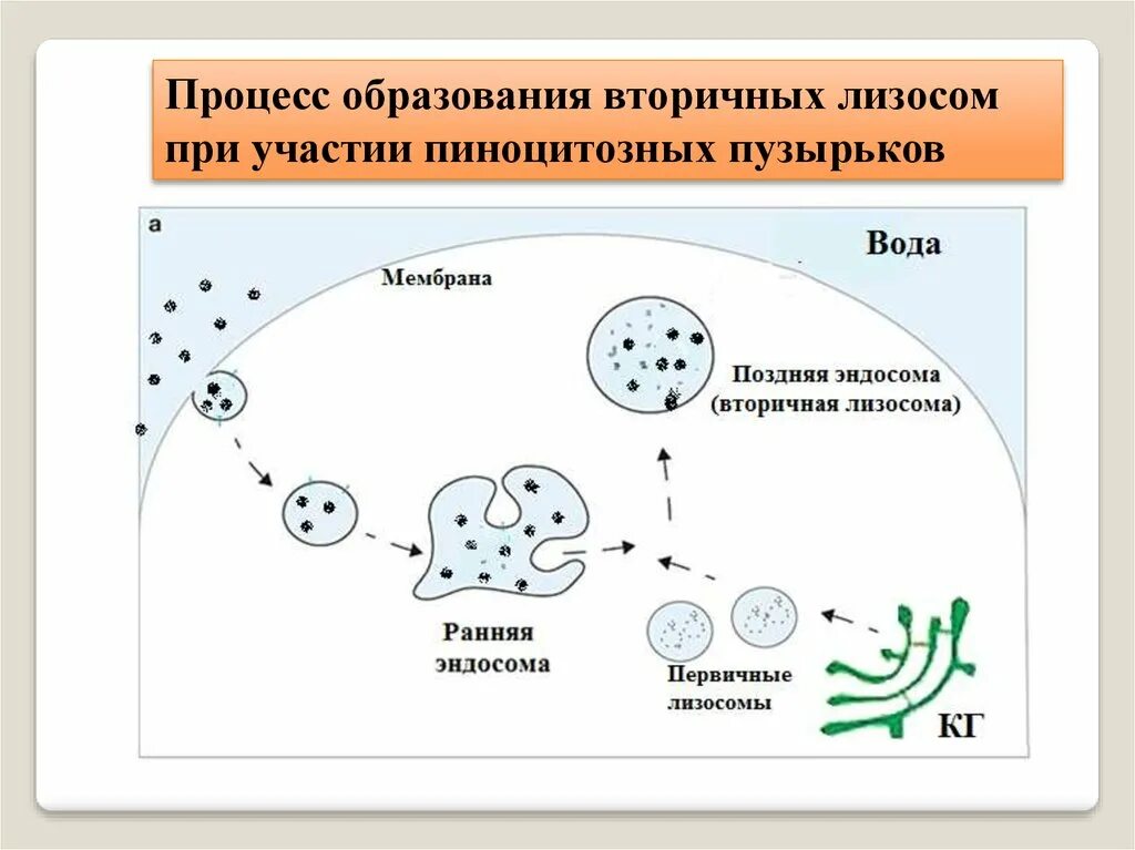 Лизосомы транспорт веществ. Образование первичных и вторичных лизосом. Лизосомы первичные и вторичные схема. Схема образования первичной лизосомы. Схема образования лизосом.