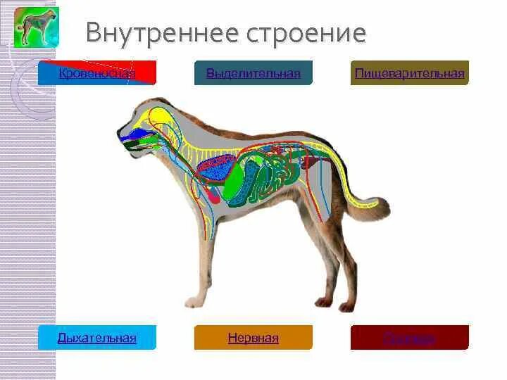 Физиология изучает внутреннее строение животных. Физиология изучает внутреннее строение животных