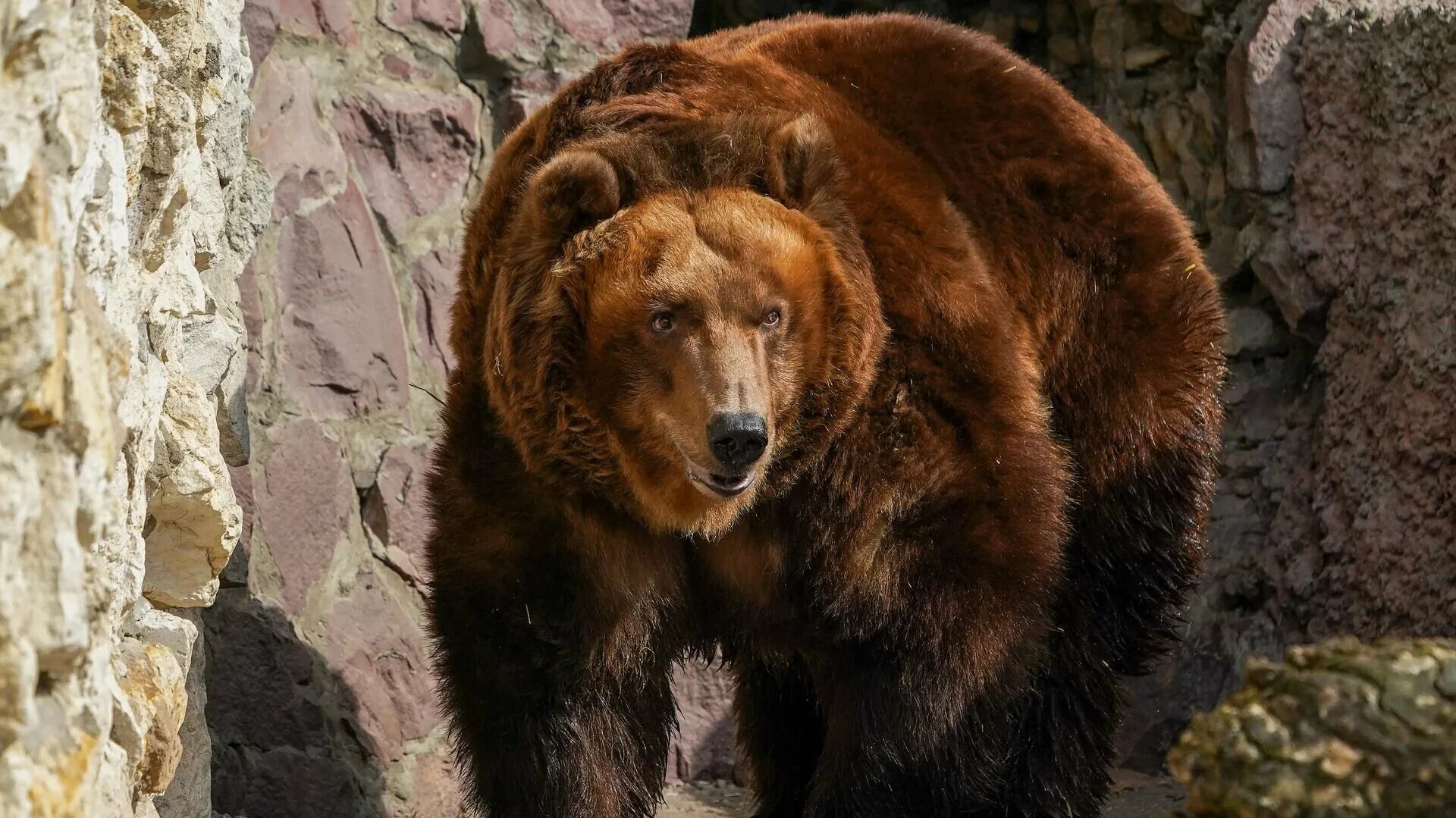 Московский зоопарк бурый медведь. Тяньшинский бурый медведь. Медведь в зоопарке. Медведь Россия.