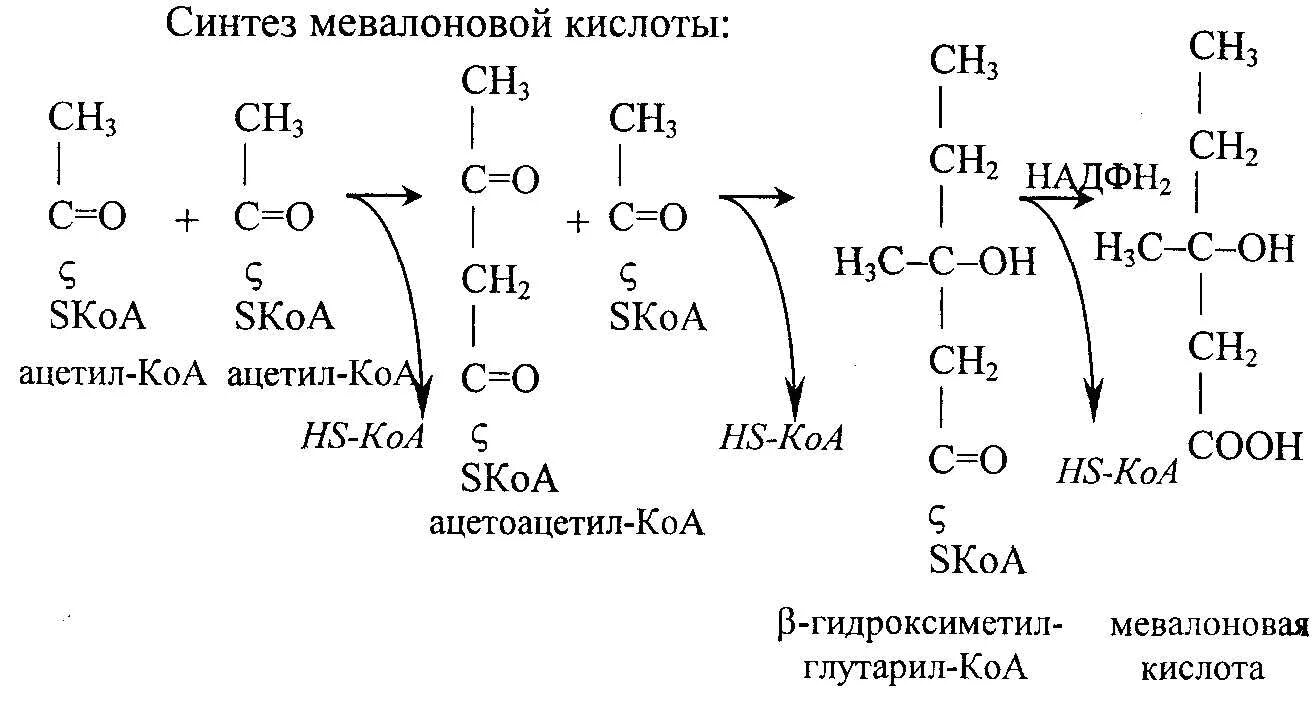 27 синтезы. Синтез жирных кислот из ацетил КОА реакции. Синтез холестерина из мевалоновой кислоты. Реакции синтеза мевалоновой кислоты. Биосинтез холестерина из мевалоновой кислоты.