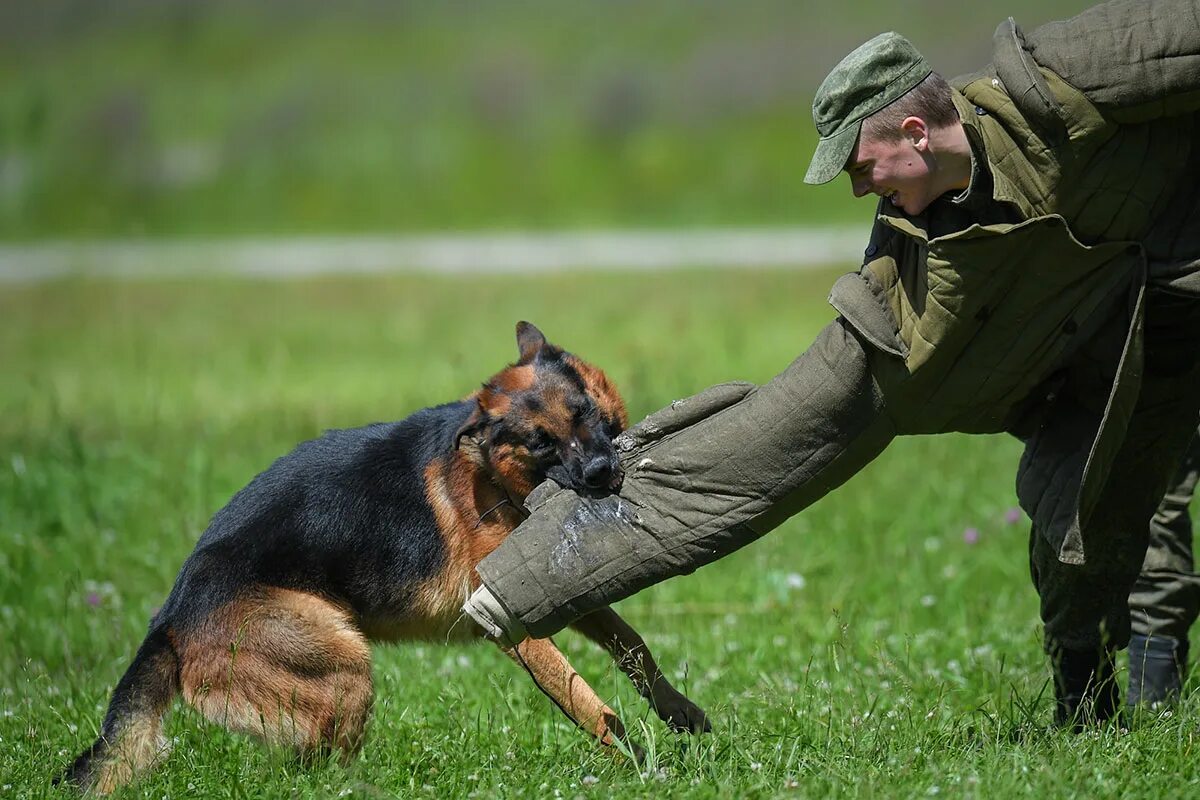 Профессия кинолог. Егорьевск кинологический центр мвд. Использованный кинолог. Использованный кинолог. Вика кинолог.