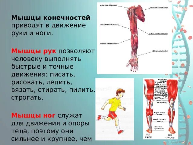 Мышцы конечностей служат для