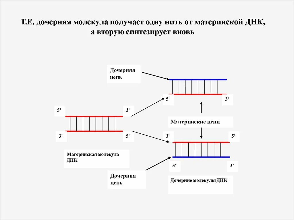 Достроить вторую цепь днк. Дочерние ДНК. Дочерняя цепь ДНК. Материнская цепь ДНК. Дочерние нити ДНК.