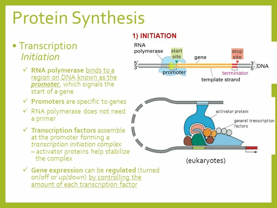 Am synthesis. Protein Synthesis. Termination Protein Synthesis. Transcription Protein. Control of Protein Synthesis.