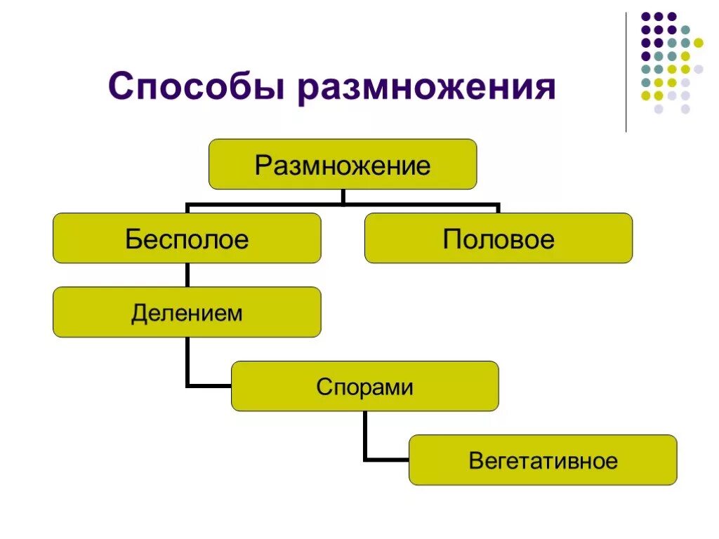 Назовите тип размножения