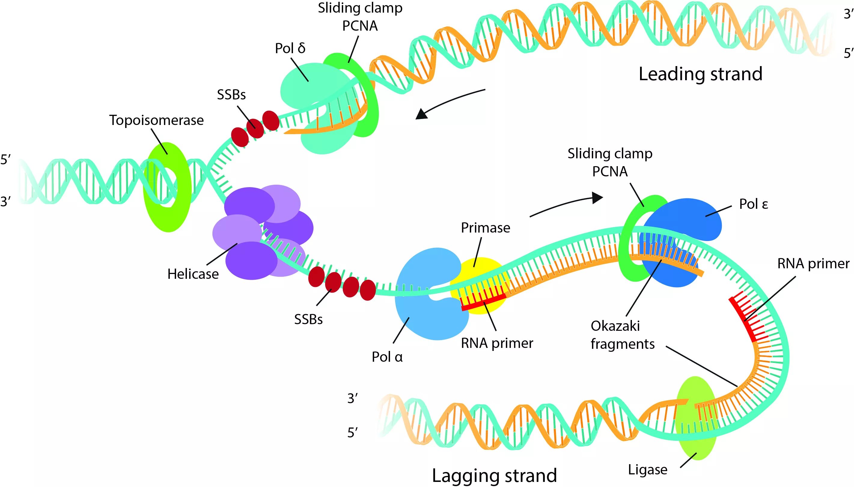 Фермент хеликаза. Схема репликации ДНК эукариот. ДНК полимераза репликация ДНК. Ключевой фермент репликации ДНК. Изучите схему репликации ДНК эукариот.