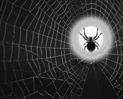 Spider wallpapers