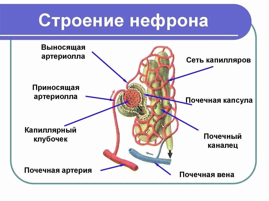 1 нефрон состоит из. Строение нефрона почки анатомия. Строение нефрона почки человека. Строение нефрона человека анатомия. Строение почки и нефрона рис 70.