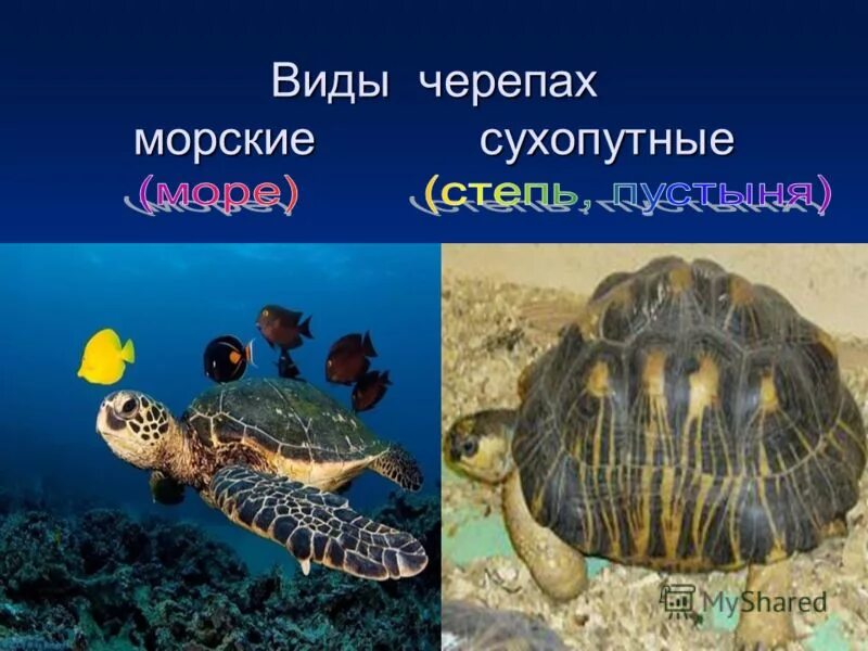 Какие черепахи относятся к морским. Черепахи наземные и морские. Морская и сухопутная черепаха. Черепахи многообразие. Морские черепахи презентация.