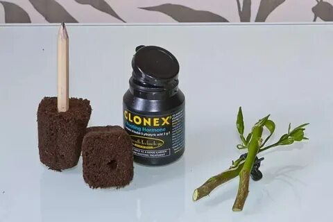 Наращивание корневой системы