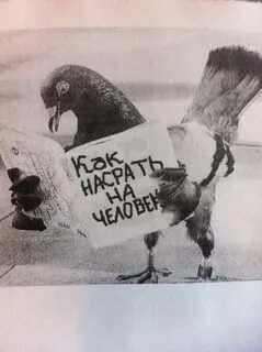 Птички накакали на человека