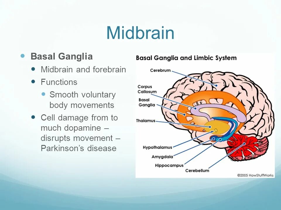 Brain module. Basal ganglia function. midbrain functions. ganglia basalia. basal body.