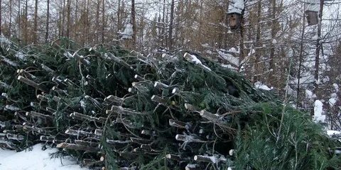 Лесничество спб срубить елку