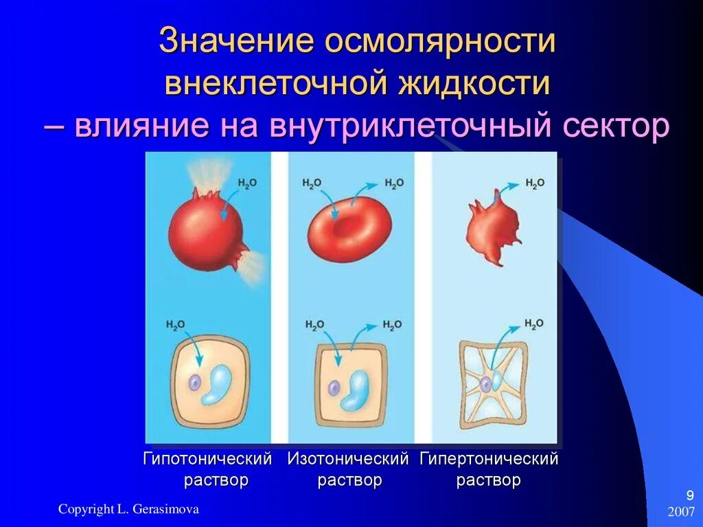 Гипоторический оипертонический изотонические раствор. Гипертонический гипотонический и изотонический растворы ЕГЭ. Изотонический и гипотонический раствор. Эритроциты в гипотоническом растворе.