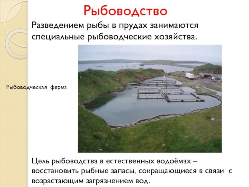 Аквакультура форелевое хозяйство. Цель рыбоводства. Лососевая ферма. Сельское, лесное хозяйство, охота, рыболовство и рыбоводство. Рыбоводство в естественных водоемах.