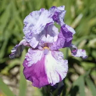 Bzigo iris