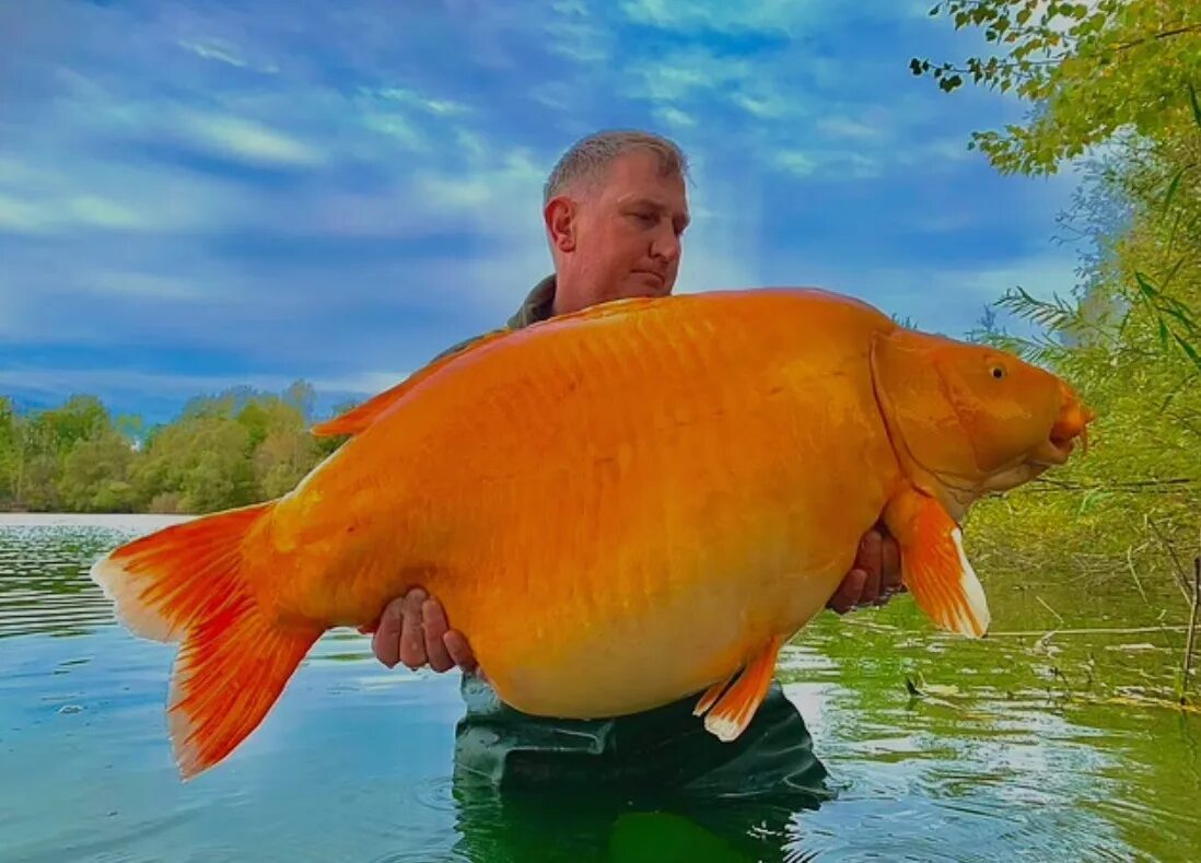 самая крупная рыба в калининградской. рыбы калининградской области. самый крупный сазан. карп 26 килограмм карповое озеро калининград. европейский сом людоед.
