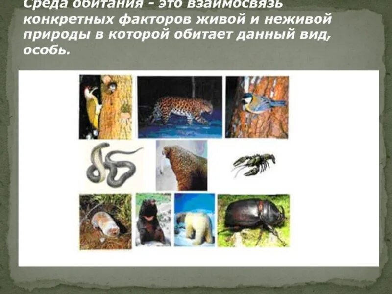 Факторы живой и неживой природы. Пути воздействия организмов на среду обитания. Факторы живой природы и среды обитания. Обитаем это. Обитаем это.