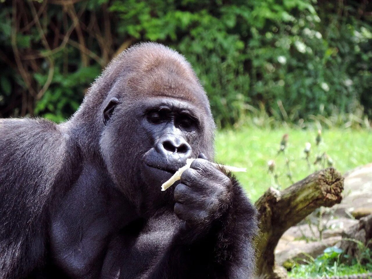Monkey gorilla