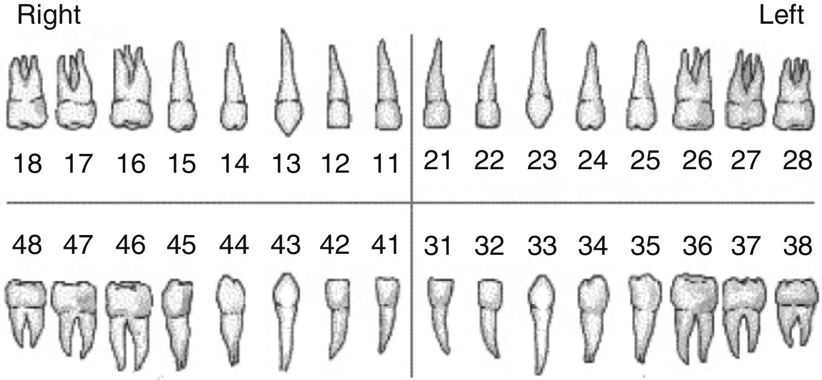 Зуб 1 8. Название корней зубов. Неправильная форма зубов корня. Название корней молочных зубов.